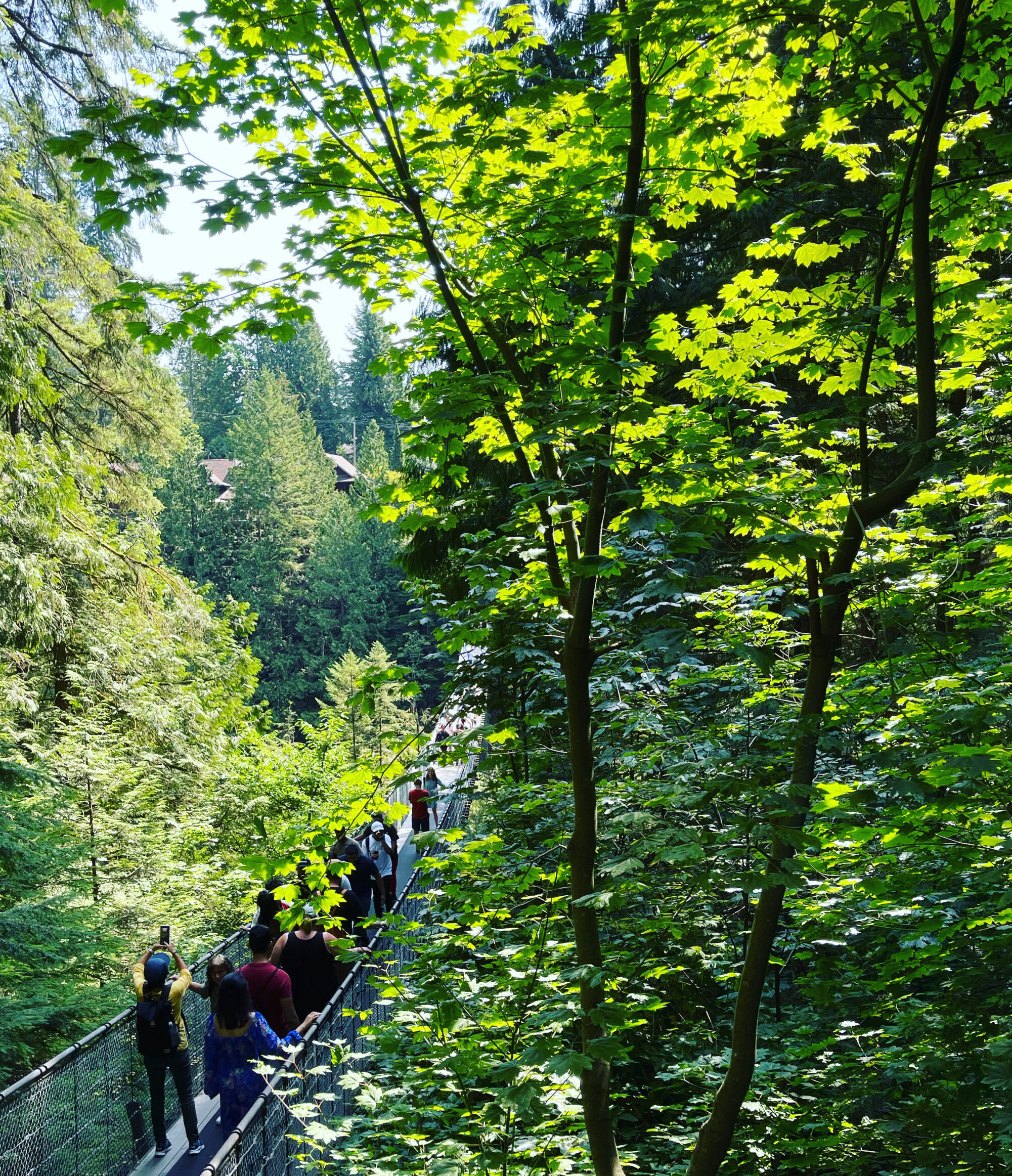 People walking across a suspension bridge through trees.